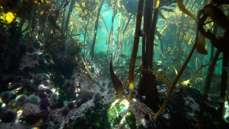 ĐTC mời gọi Giáo hội cử hành Tuần lễ Laudato Sì