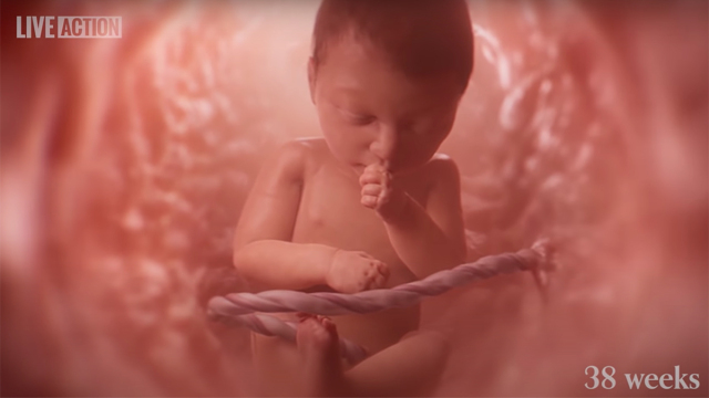 VIDEO HAY NHẤT VỀ SỰ SỐNG TRONG BỤNG MẸ