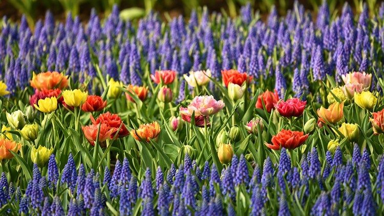 Sơ Fatima Emmanuel – người Samaria nhân hậu của người vô gia cư và người nghèo Malaysia